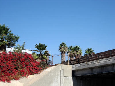 boug-and-train-and-palms